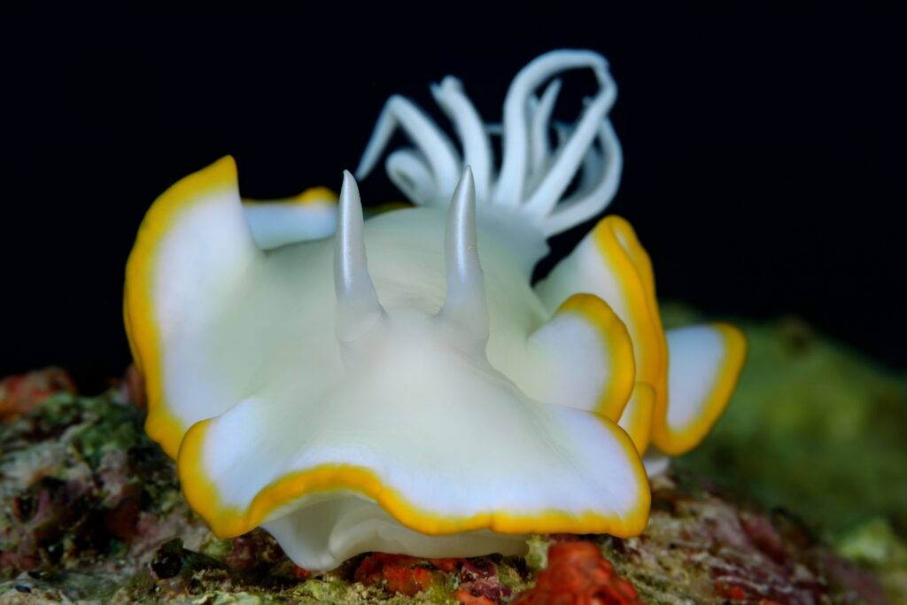 scuba-diving-png- (1)