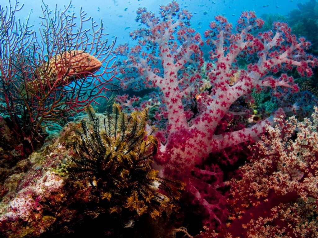 scuba-diving-png- (4)