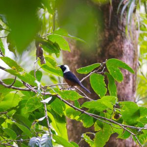 A Taste of the Solomons 3 - Gizo & Kolombangara