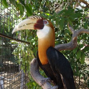 Hornbill-PNG-Holidays